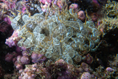 Aiptasia mutabilis