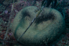 Codium bursa