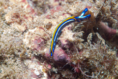 Thuridilla hopei