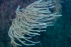 Gorgone blanche