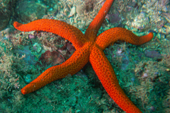 Etoile de mer rouge