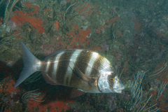 Sar tambour