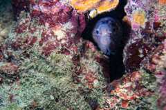 Murène