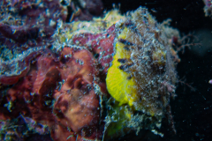 Tylodine jaune