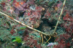 Langouste