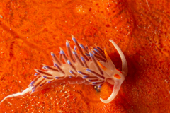 Hervia, Cratena peregrina