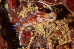 Hervia, Cratena peregrina