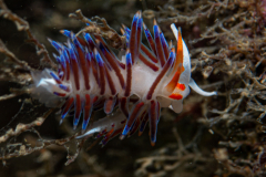 Hervia, Cratena peregrina