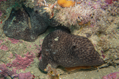 Eponge rognon