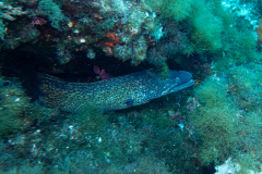 Murène