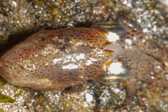 Sépiole
