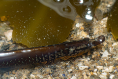 Nerophis