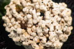 Corail maërl