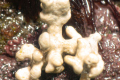 Corail maërl
