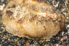Grand Chiton épineux