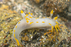 Polycera Quadrilineata