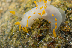 Polycera Quadrilineata