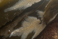 Ecorce pileuse