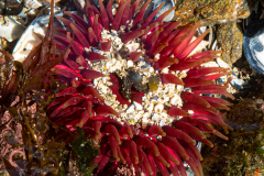 Anémone dahlia