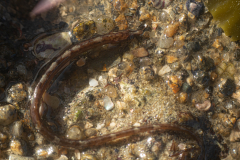 Nerophis