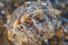 Chiton