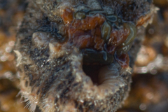 Chiton