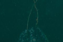 Groseille de Mer