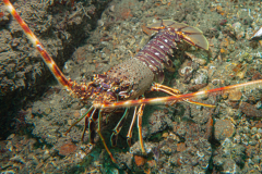 Langouste
