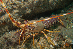 Langouste