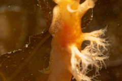 Tritonia des Gorgones