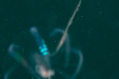 Groseille de Mer