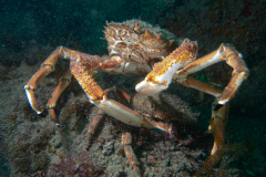 Araignée