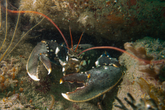 Homard