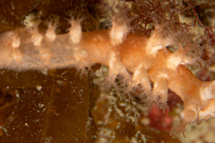 Tritonia des Gorgones