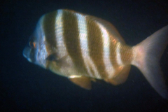 Sar tambour
