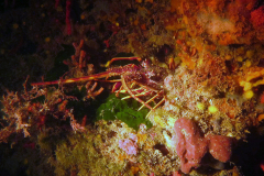 Langouste
