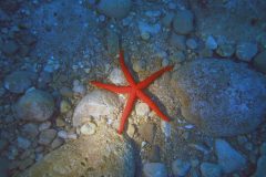 Etoile de mer rouge