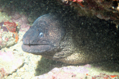 Murène