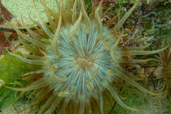 Aiptasia