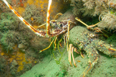 Langouste