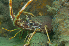 Langouste