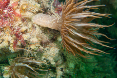 Aiptasia