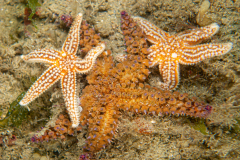 Etoile de mer