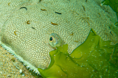 Sole