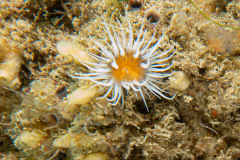 Anémone margueritte