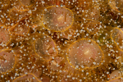Anémone bijou
