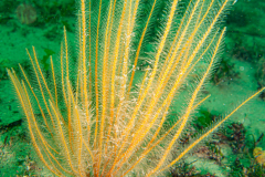 Hydraire antenne