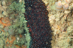 Concombre de mer