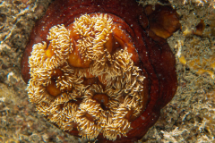 Œillet de mer,  anémone plumeuse