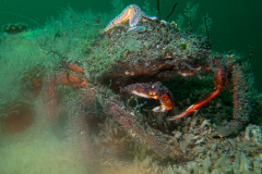 Araignée de mer